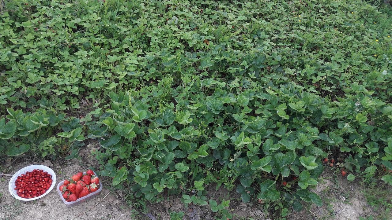 Azienda Agrituristica Colle San Giorgio Castiglione Messer Raimondo エクステリア 写真